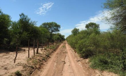 Picadas perimetrales: Cómo funcionan y por qué son fundamentales para evitar incendios