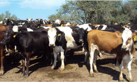 Pautas para el manejo de los rodeos de cría en invierno