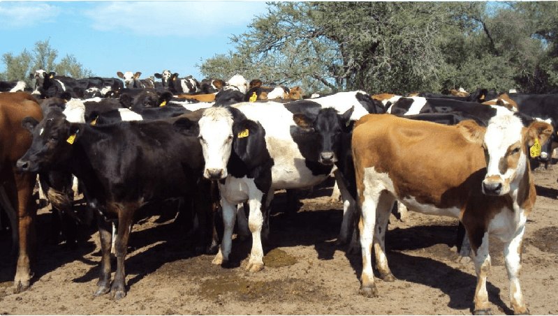 Pautas para el manejo de los rodeos de cría en invierno