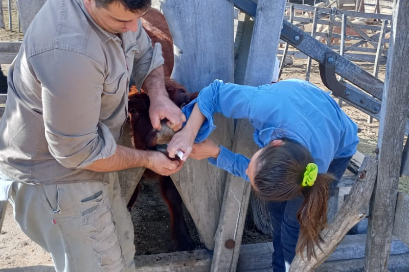 Acompañamiento sanitario a pequeños y medianos productores en San Luis