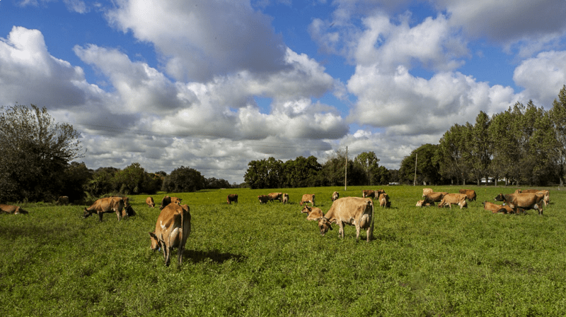 Prevención de enfermedades transmisibles de los animales a las personas