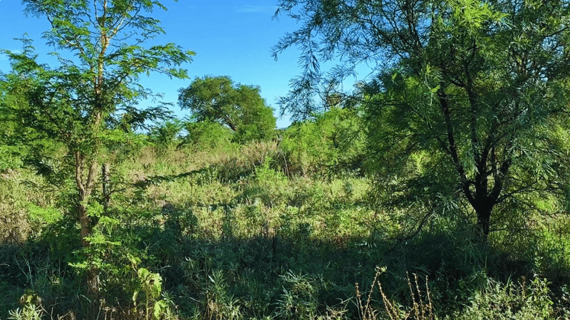 Manejo adecuado de pasturas frente a los renovales