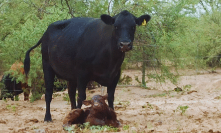 Estrategia clave mejora producción cárnica