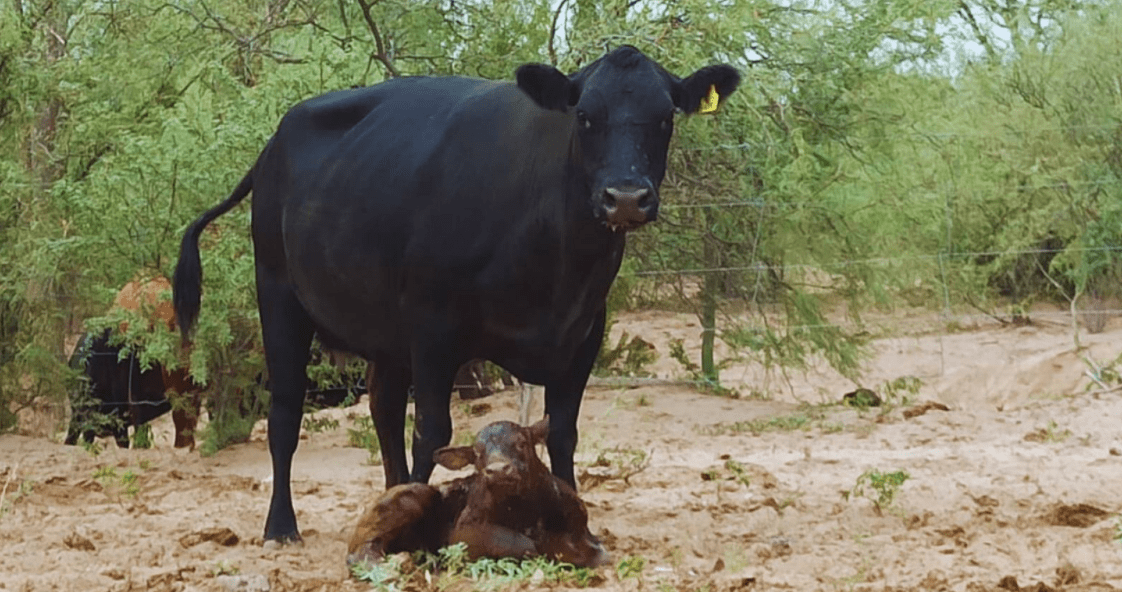 Estrategia clave mejora producción cárnica