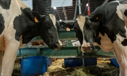 El regreso de las vacas Holando a la Expo Rural