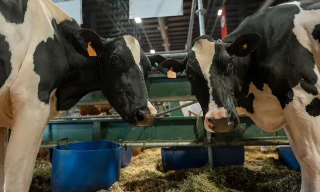 El regreso de las vacas Holando a la Expo Rural