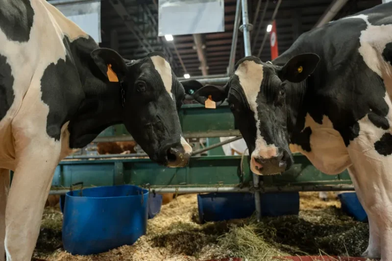 El regreso de las vacas Holando a la Expo Rural