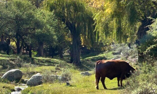 El Laboratorio del Campo de San Luis acompaña la ganadería