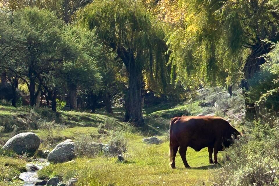 El Laboratorio del Campo de San Luis acompaña la ganadería