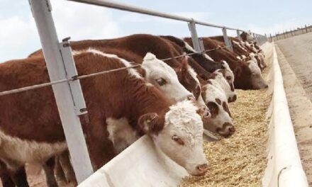 Gallará: premoldeados de hormigón con sello premium