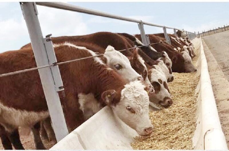 Gallará: premoldeados de hormigón con sello premium