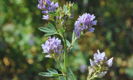 Estrategias de fertilización para mejorar rindes en alfalfa