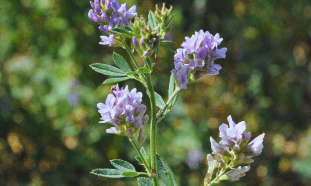 Estrategias de fertilización para mejorar rindes en alfalfa