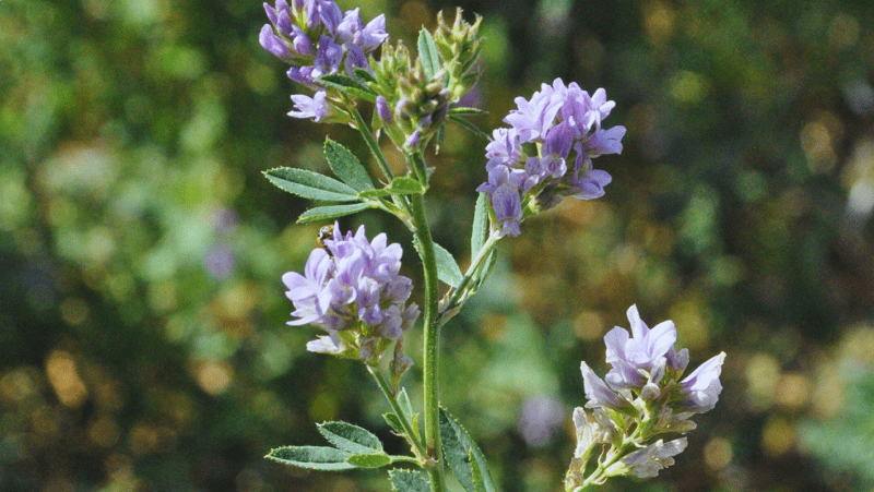 Estrategias de fertilización para mejorar rindes en alfalfa