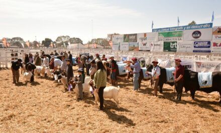 Expo Rural San Justo: orgullo de la plaza ganadera santafesina