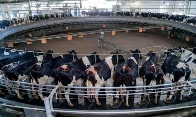 Expansión tecnológica lechera impulsa récord de producción