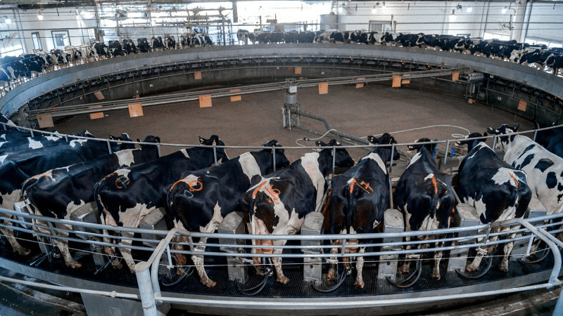 Expansión tecnológica lechera impulsa récord de producción