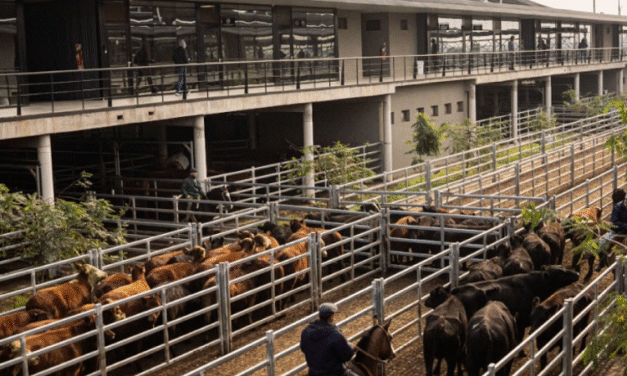 Nuevo protocolo de bienestar animal en el Mercado de Cañuelas