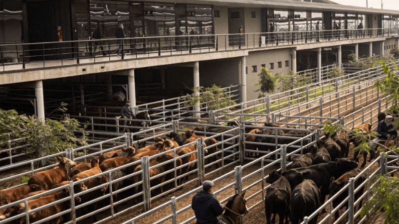 Nuevo protocolo de bienestar animal en el Mercado de Cañuelas