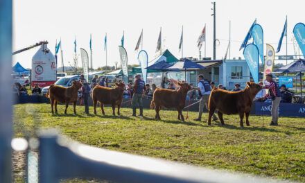 Semana Angus de primavera: excelencia, remates y formación