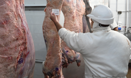 Tipificación bovina: transparencia para toda la cadena cárnica