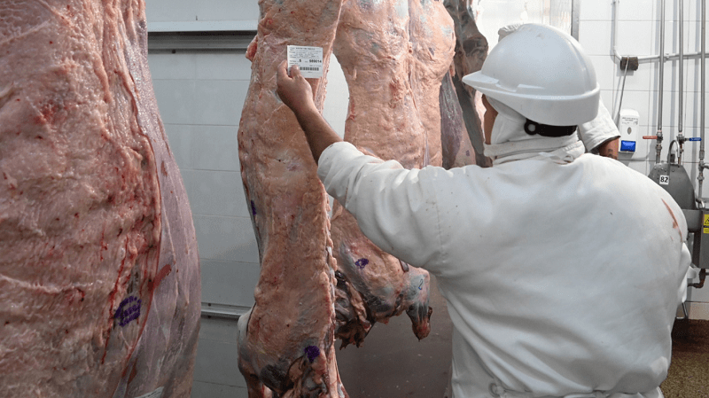 Tipificación bovina: transparencia para toda la cadena cárnica