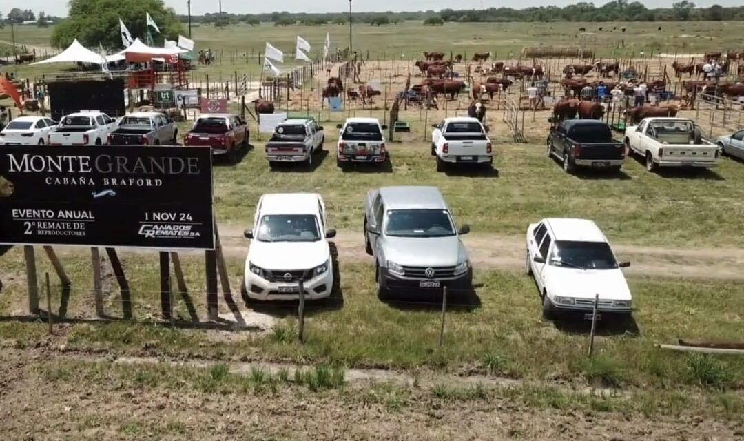 Genética Braford adaptada en el 3er remate de Monte Grande