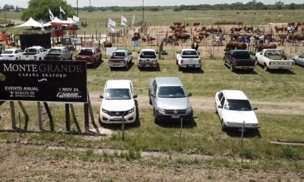 Genética Braford adaptada en el 3er remate de Monte Grande