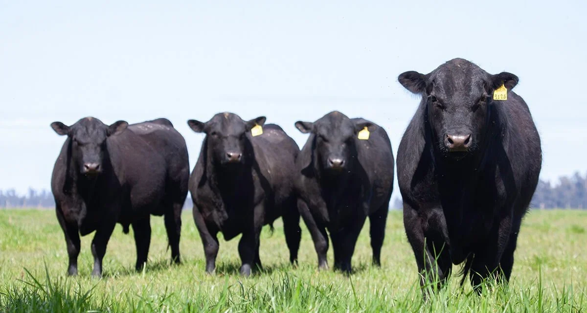 Angus: eficiencia ganadera desde el corazón del país