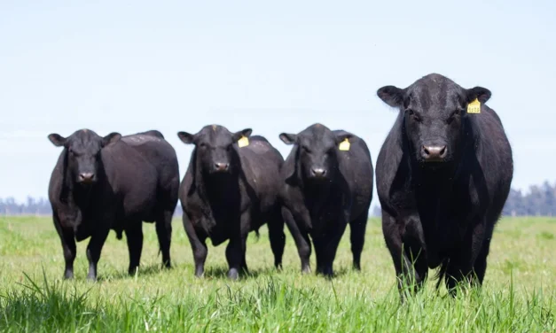 Angus: eficiencia ganadera desde el corazón del país