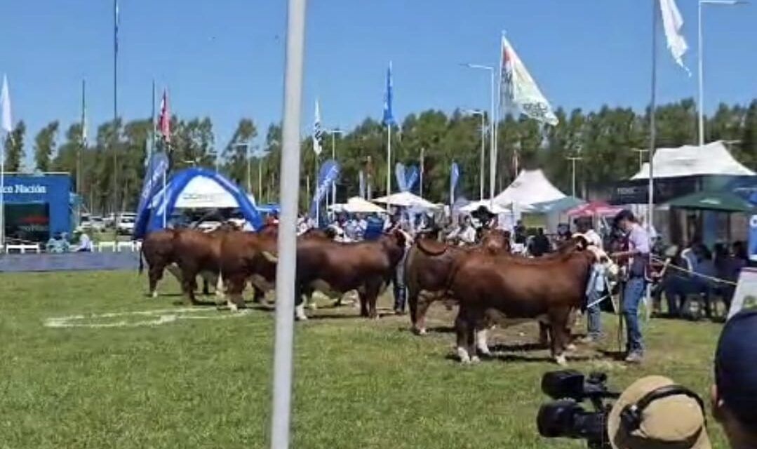 Genética Braford de elite brilló en el Norte