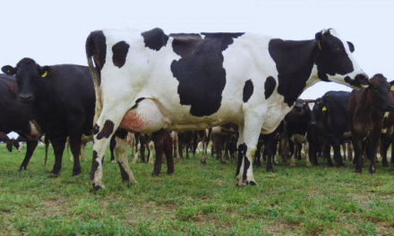 Vacuna nacional contra la mastitis bovina: un paso clave