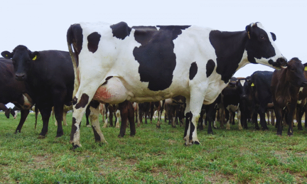 Vacuna nacional contra la mastitis bovina: un paso clave