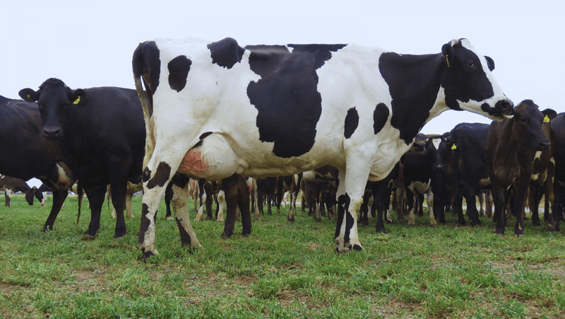 Vacuna nacional contra la mastitis bovina: un paso clave