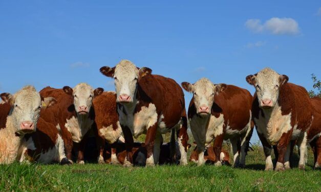 Hereford: pasión productiva con mirada al futuro