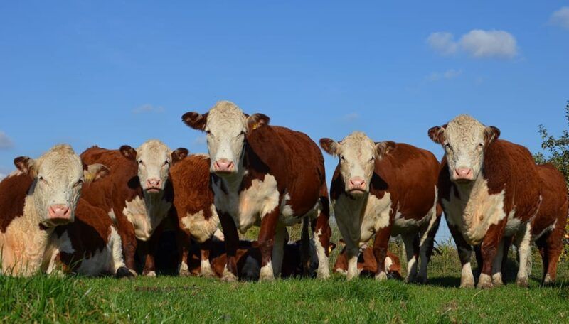 Hereford: pasión productiva con mirada al futuro