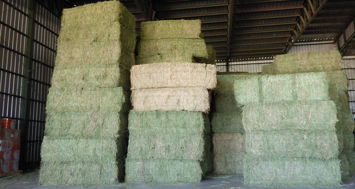 San Luis impulsa nuevo polo exportador de alfalfa