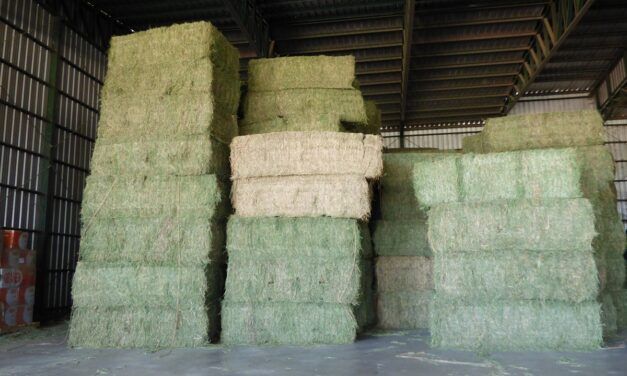 San Luis impulsa nuevo polo exportador de alfalfa