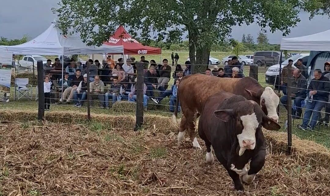 Genética pensada para el campo real: la propuesta de Cabaña La Misión