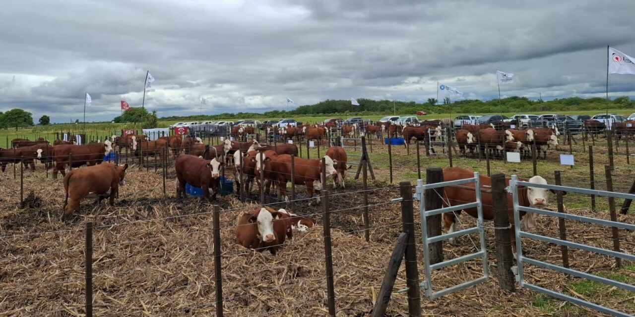 Garantía racial Braford en cada remate supervisado