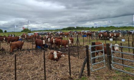 Garantía racial Braford en cada remate supervisado