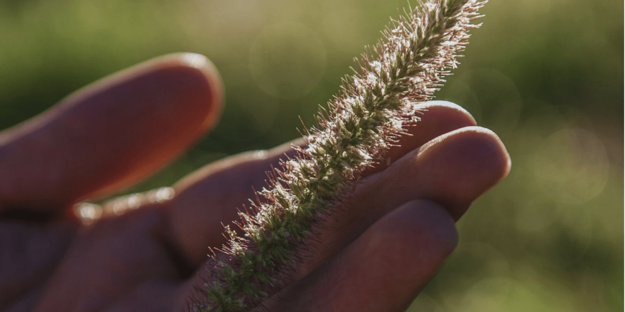 Buffel Grass para el semiárido: clave en la recuperación forrajera