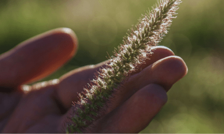 Buffel Grass para el semiárido: clave en la recuperación forrajera