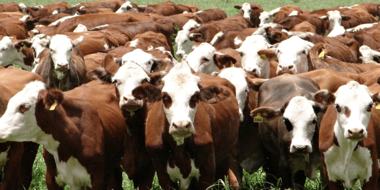 Eficiencia en el rodeo: claves del avance ganadero entrerriano