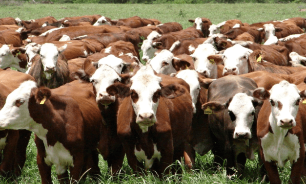 Eficiencia en el rodeo: claves del avance ganadero entrerriano