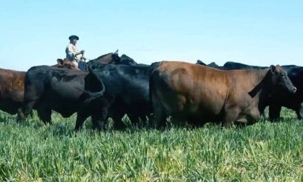El rol clave de la prevención sanitaria bovina en la productividad ganadera