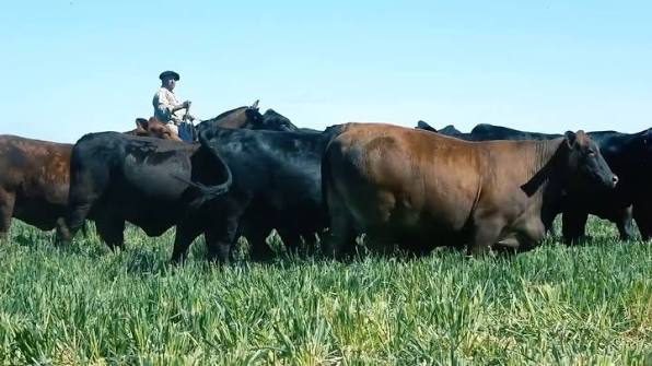 El rol clave de la prevención sanitaria bovina en la productividad ganadera