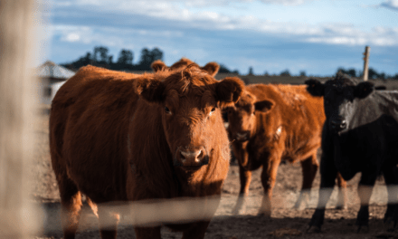 Marcas ganaderas entrerrianas: más protección y vigencia