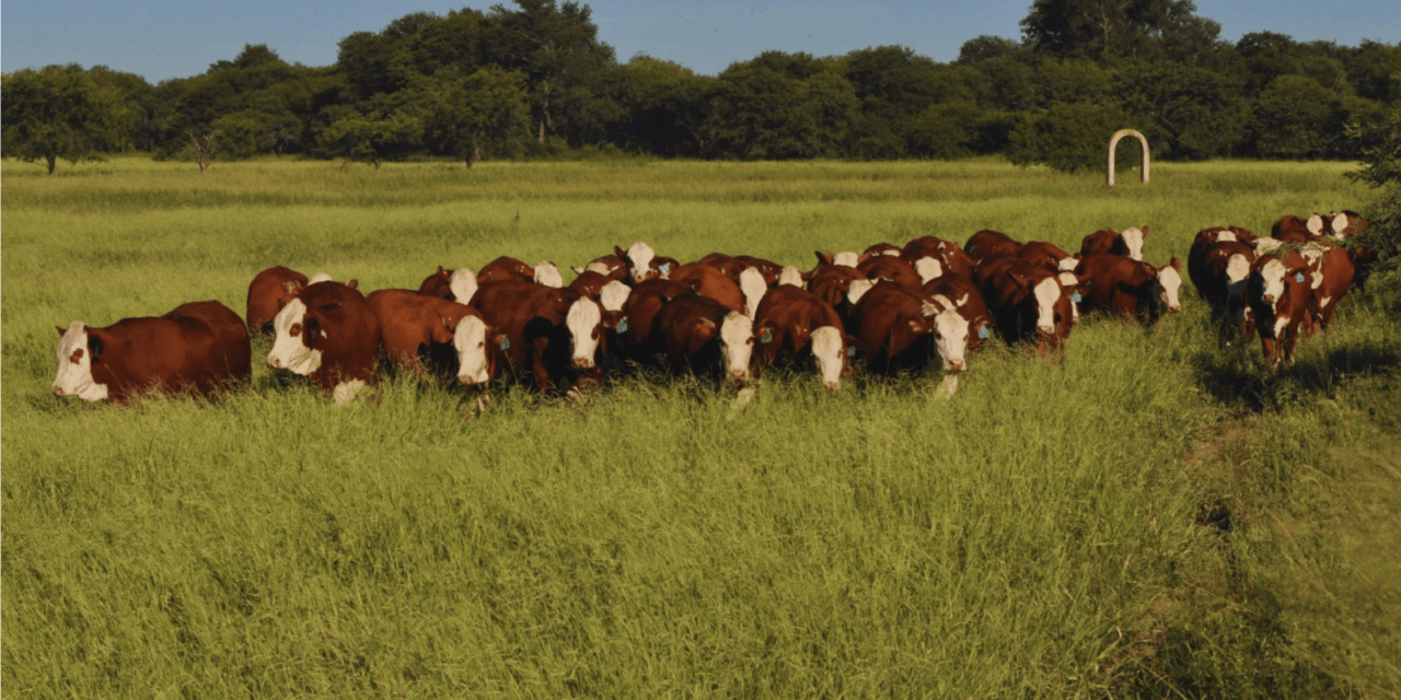 Festucosis: pautas para prevenir intoxicaciones en los rodeos