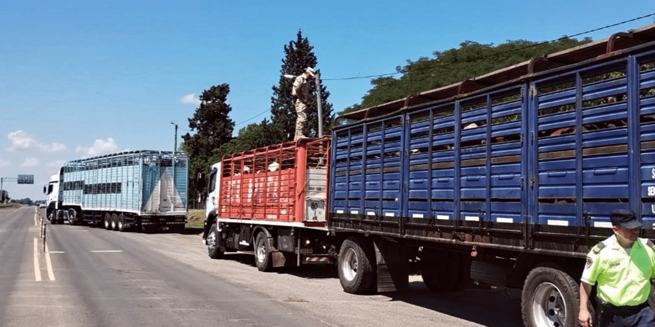Alerta sanitaria ganadera: detectan garrapatas en transporte
